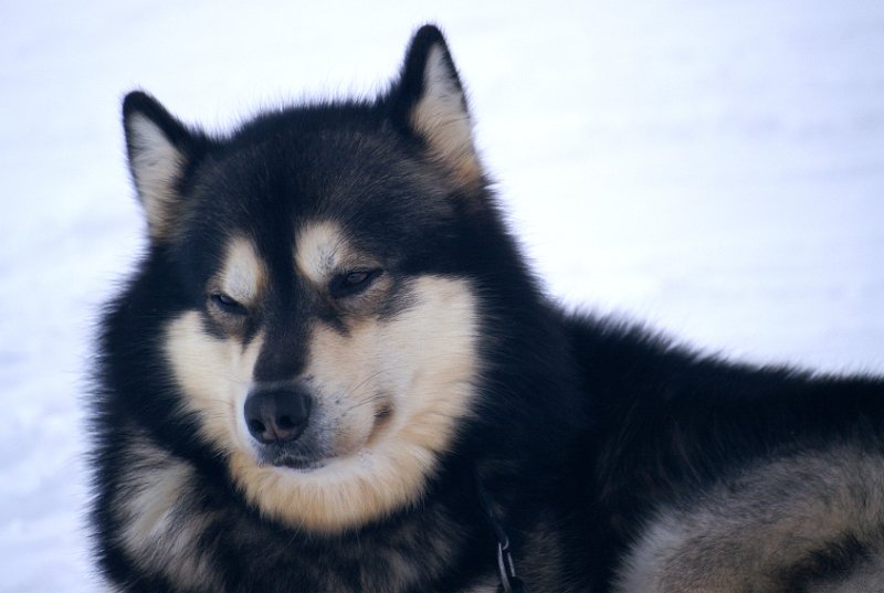 gronlandshund 001.jpg - KONICA MINOLTA DIGITAL CAMERA